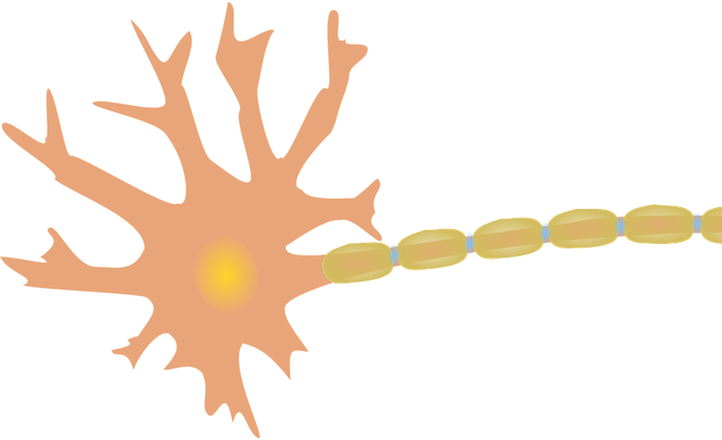 Platzhalter Basal Ganglia