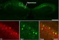 Nature Neuroscience publishes article by BCF member