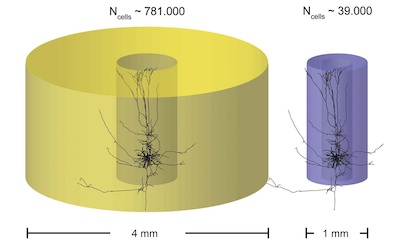 Thinking outside the column: BCF members publish in "Frontiers in Neuroscience", new insights into brain structure reveal new facets of information processing in the nervous system