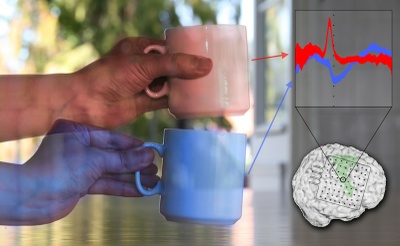 Getting a grip on grasping: Scientists from Freiburg decipher brain commands for different grasp types