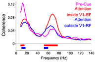 Stimuli are selected through selective synchronization: An article in the journal NEURON demonstrates how selective synchronization between brain areas can modulate the effective connectivity between them. 