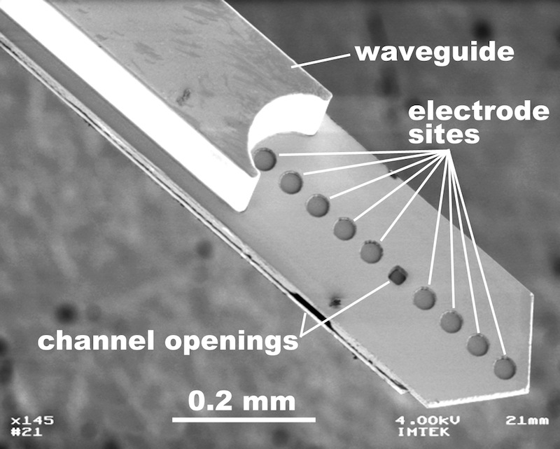 A Light Switch inside the Brain:  Scientists from Freiburg Build a Microimplant that Uses a Laser to Control Individual Nerve Cells 