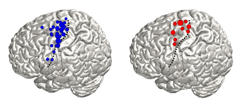 Mapping the Brain: Freiburg Researchers Use Signals from Natural Movements to Identify Brain Regions 