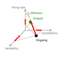 Input matters! A novel explanation how sensory input contributes to shaping neuronal responses in the cortex 