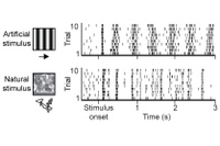 How Neural Circuits Implement Natural Vision: Researchers have designed a new computational model to study how nerve cells in the visual cortex process natural stimuli