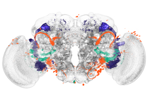  Identifying Brain Regions Automatically: Biologists develop a new method for analyzing brain images and demonstrate it with a study on fruit flies