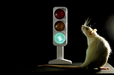 Traffic Light in the Brain: Research group offers new insights into the roles of different subareas in the prefrontal cortex